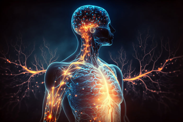 Menschlicher Körper mit leuchtenden Neuronen Visualisierung. Generative AI Illustration